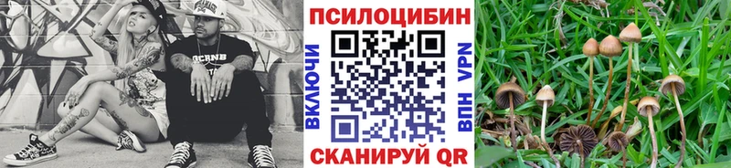 Псилоцибиновые грибы Psilocybine cubensis  Астрахань 